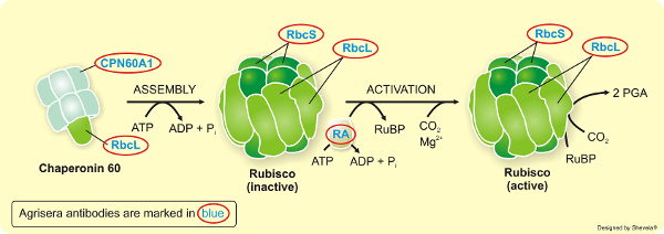 Agrisera專(zhuān)業(yè)經(jīng)典RUBISCO/Carbon metabolism抗體